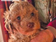 Labradoodle Welpen suchen ihre Familie - Wistedt