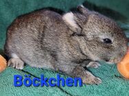 Kleine Fellnasen können Ende Mai ausziehen - Moschheim
