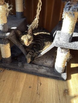 Zwei Stubenkater abzugeben - Billigheim