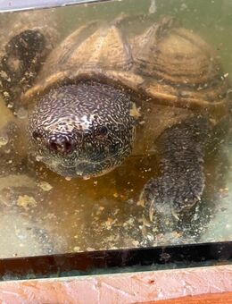 Wasserschildkröte Staurotypus tripocatus - Schlüchtern Zentrum