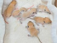 Mega süsse Rennmausbabys suchen ein neues zuhause - Düren