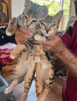 Milly & Melli aus dem Tierschutz - Grevenbroich