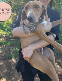 Liebevoller SILVESTER sucht ❤️-Menschen - Saarbrücken