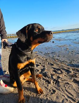 Rottweiler - Kramerhof