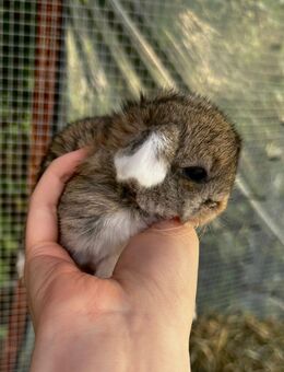 Reinrassige MINI LOP / Kaninchen > Beschreibung lesen - Berlin