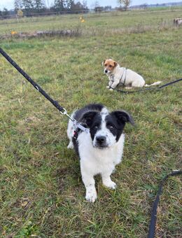 Unser Mischlingswelpe Hündin Tessa ca, 4, Monate alt und ca 25 cm groß - Angern