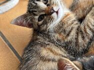 Drei kleine Katzenkinder suchen ein liebevolles Zuhause! - Vechta