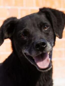 Audi 💗 freundlicher & so lieber Schatz! - Hamburg