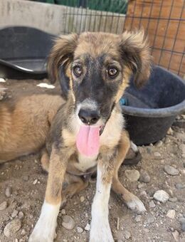 Luca - aufgeweckter Hundejunge - Philippsburg