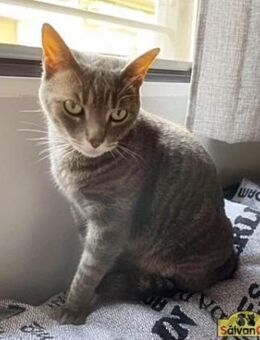 FeLV-Kater Fermin sucht viel Liebe - Bad Camberg