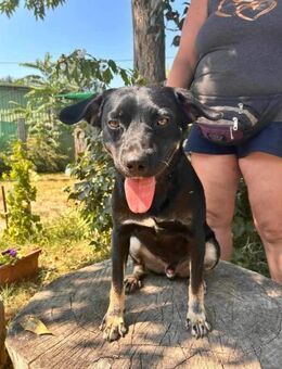 Trio sucht ein Zuhause - Remagen