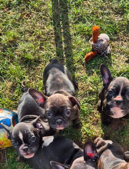 Französische bulldoggen welpen - Bad Schmiedeberg