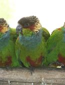 Blaulatzsittiche aus Hobbyzucht in 17349