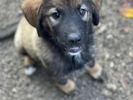 Welpe Loki sucht seine Menschen - Berlin