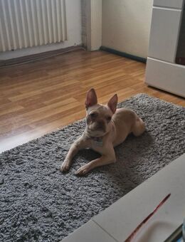 Französische Bulldogge - Mönchengladbach