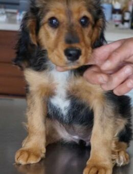 Nala ❤️ Schutzgebühr 500 Euro - Burgsinn