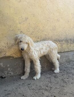 Becci - Hundedame sucht Zuhause - Köln