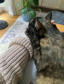 Kimani sanfte Schönheit in Schildpatt - Hürth