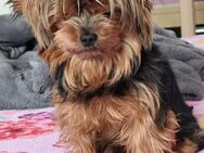 Yorkshire Terrier - Freiburg (Breisgau)