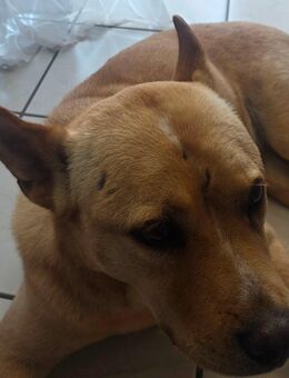 Hund zu verkaufen suche dringend ein neues Zuhause - Frankenthal (Pfalz) Zentrum