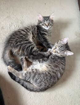 Katzenbabys suchen neues Zuhause - Rösrath