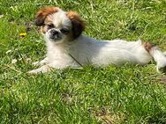 Reinrassige Shi Tzu Hündin - Dortmund