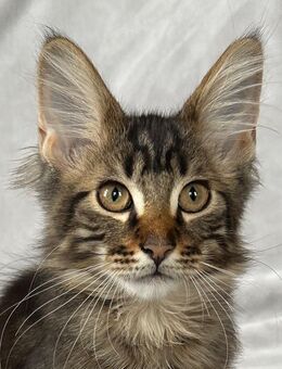 Maine Coon Buben - Bad Langensalza