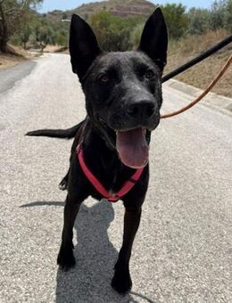 Pocholo sehnt sich so nach einem Zuhause - Laatzen