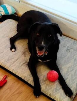 Wow - wer gibt ihm endlich ein Zuhause? - Laatzen