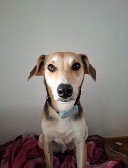 Seelenhund Matei sucht Für-immer-Zuhause - Alfdorf