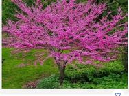 Suche quercis canadanensis - Bremen