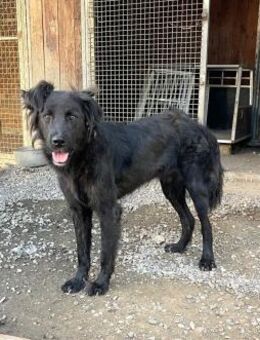 Grimmsanfter Junghund sucht sein Heim - Oberhausen (Rheinland-Pfalz)