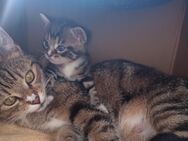 Mai Kätzchen BKH- Hauskatze - Mücheln (Geiseltal) Sankt Ulrich
