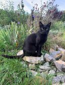 Süßer Kater zu verkaufen in 74889