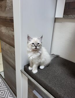 Ragdoll-Schwestern suchen liebevolles Zuhause - Pforzheim