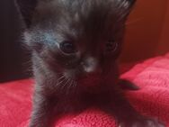 Katzenbabys suchen ein Zuhause - Berlin Treptow-Köpenick