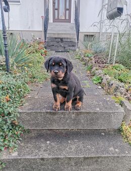 Rottweiler Welpe - Sonnenstein