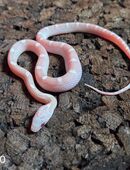 Ghostblood Motley Pied, Anery Motley, Ghost Motley in 58332