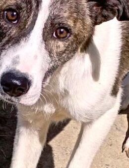 Schenkst Du Lina ihr Ticket ins Glück? - Sehnde