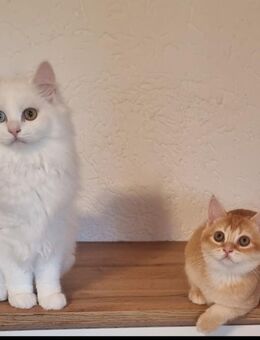 Wunderschöne reinrassige BKH Kitten abgabebereit - Weitnau