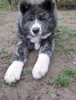 Akita Inu Welpe (Rüde) - Mannheim