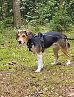 Balu - sportlich und agil - Löwenberger Land