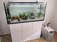 2 Axolotl mit Aquarium, Unterschrank, Kühler, Filter, Lampe etc. in 34292