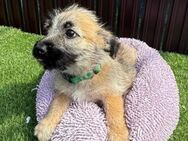 OTIS - verspieltes Hundebaby - Velbert