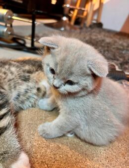 Drei zuckersüße Baby Katzen Kitten BKH-Mix - Mutterstadt