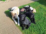 Labrador-Retriever Welpen in liebevolle Hände abzugeben - Balow