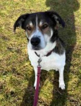 Hazel sucht eine neue Familie - München