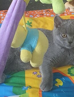 Baby Katze britisch Kurzhaarige - Essen