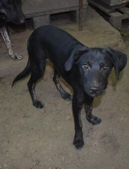 Lela, verspielte Hündin sucht Familie - Unterföhring