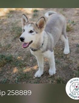 Chip 258889: Hundekind sucht ein Zuhause - Kirchzell
